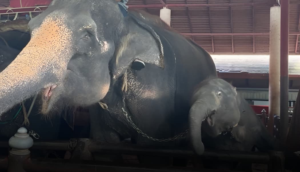 Elephant exploited at Nongnooch Pattaya Garden, Thailand